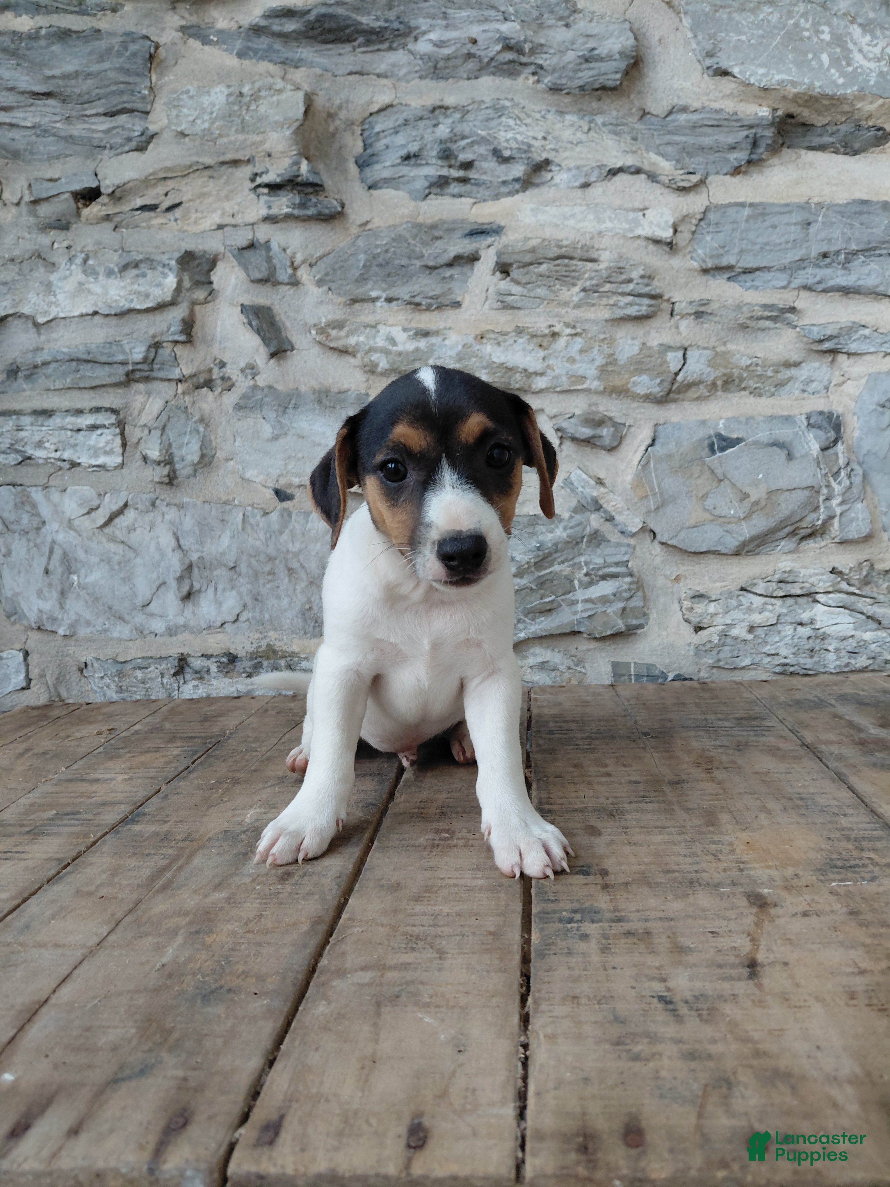 Jack Russell Terrier dogs Blaze - Ad 2