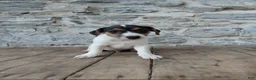 Jack Russell Terrier dogs for sale: Blaze - Ad 2