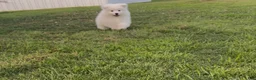 Samoyed dogs for sale: Nimbus  - Ad 3