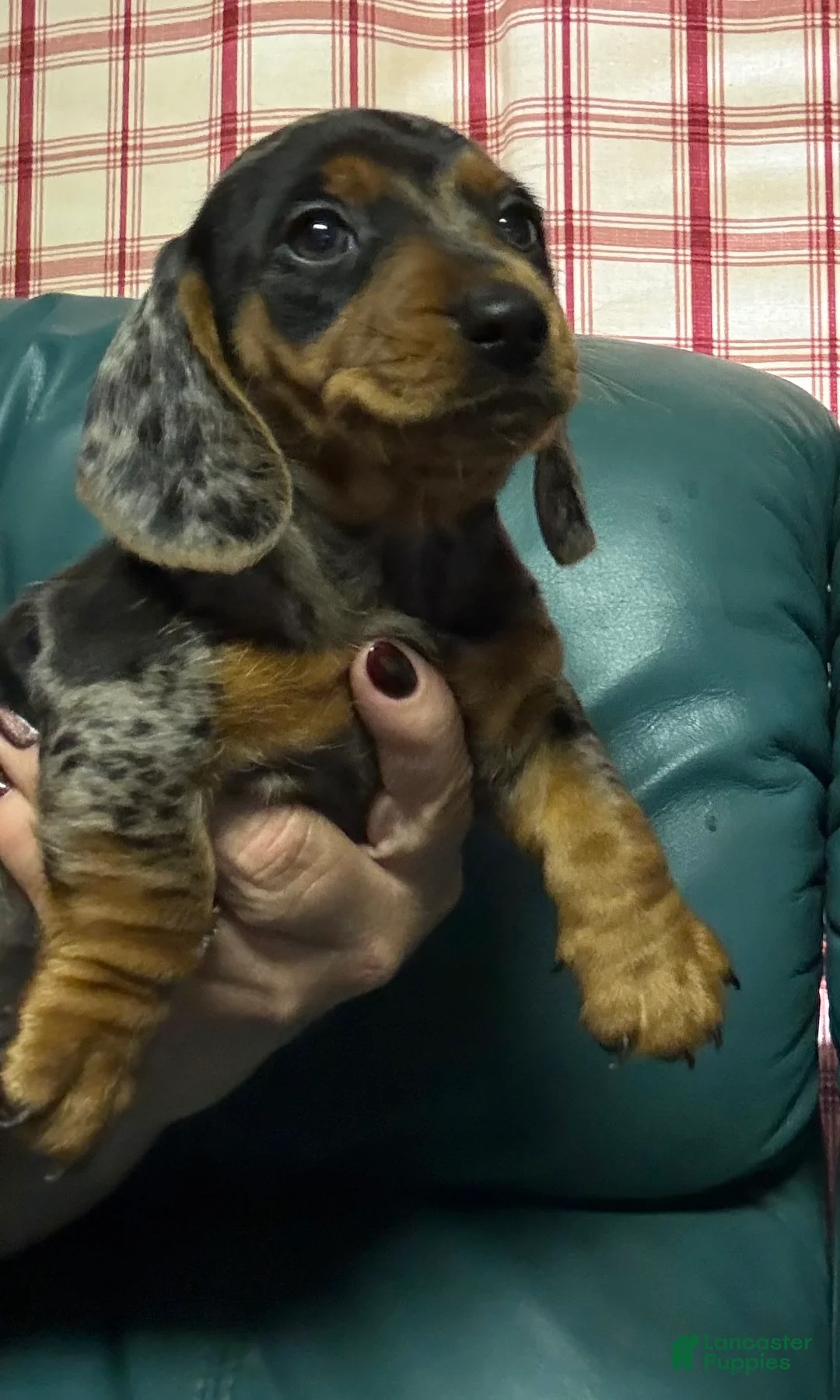 Miniature Dachshund dogs for sale: Miniature Dachshund 1 - Ad 2