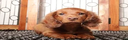 Miniature Dachshund dogs for sale: Hank - Sweet Mini Long Hair Dachshund  - Ad 1