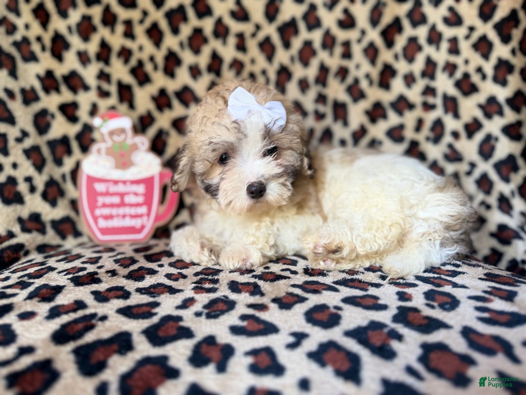 Maltipoo dogs for sale: Ginger - Ad 7