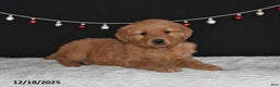 Golden Retriever dogs for sale: Anna - Ad 2