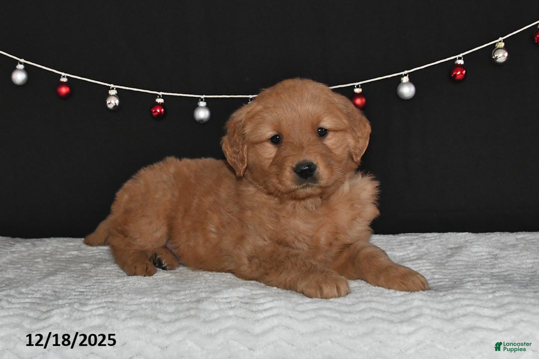 Golden Retriever dogs for sale: Anna - Ad 2