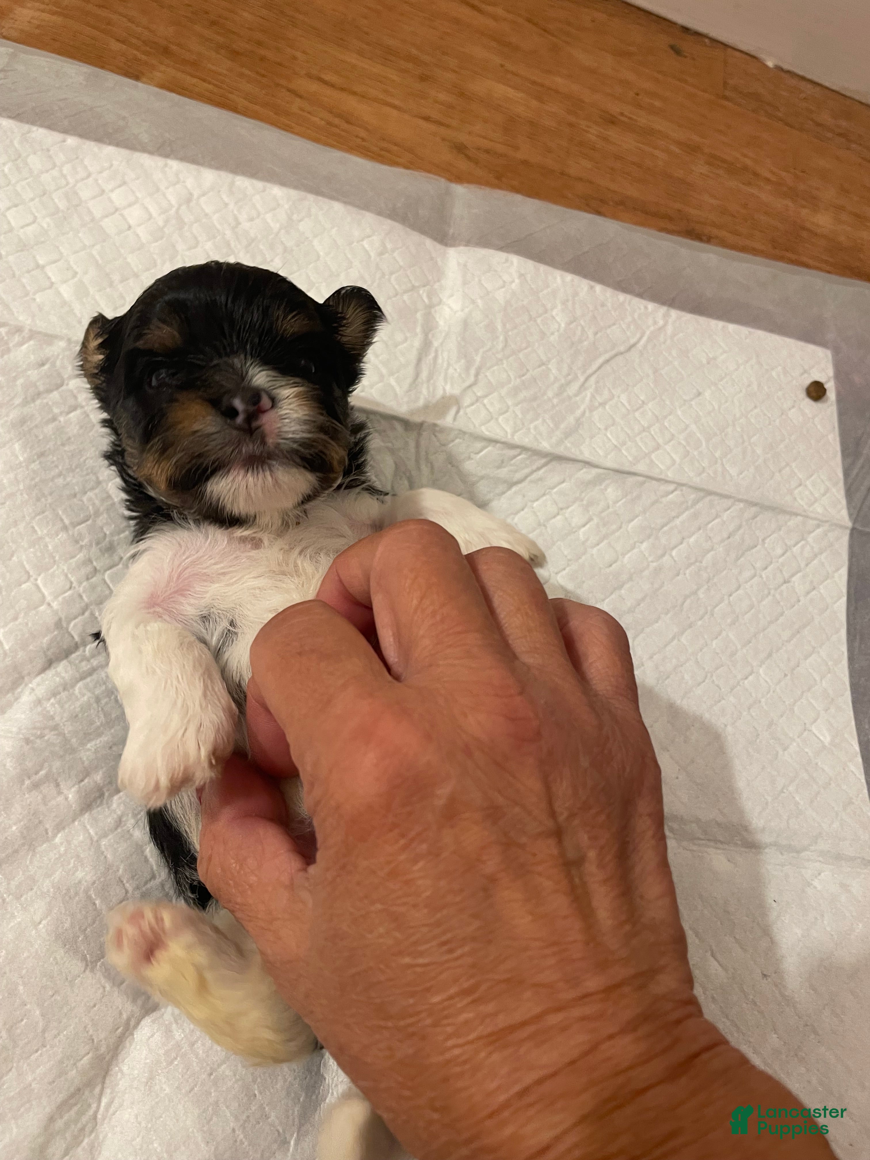 Biewer Terrier dogs Biewer Terrier 2. Grace - Ad 2
