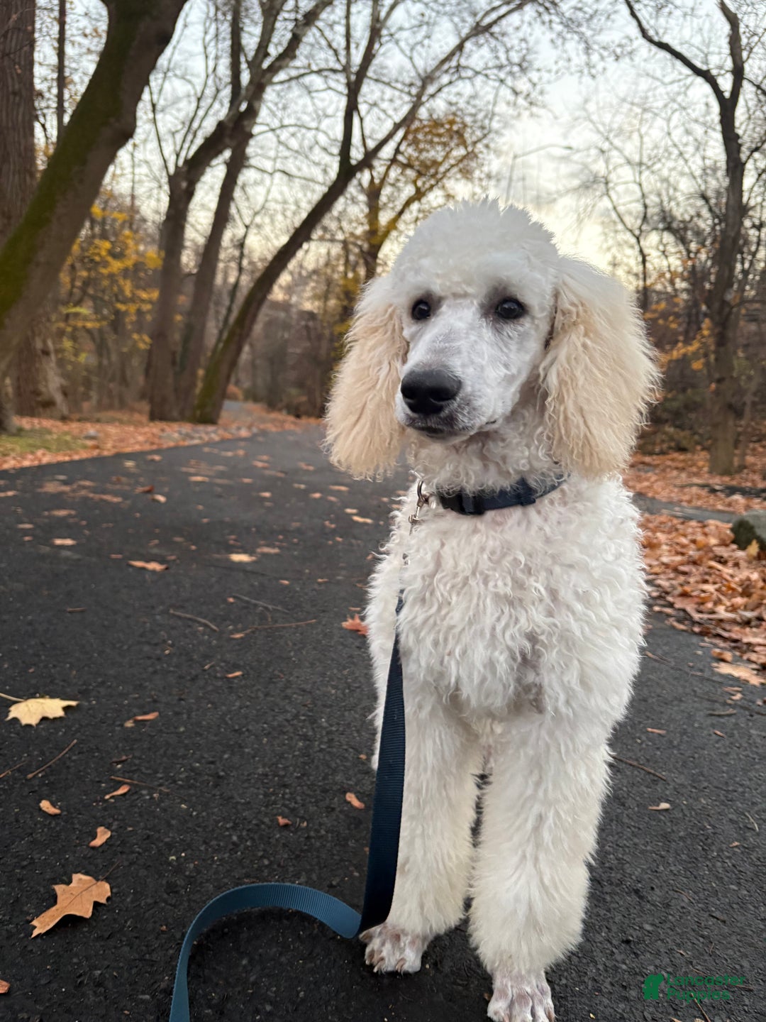 Standard Poodle dogs for sale: Standard Poodle Puppy 1 - Ad 1