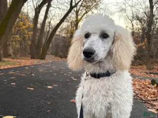 Standard Poodle dogs Standard Poodle Puppy 1 - Ad 5