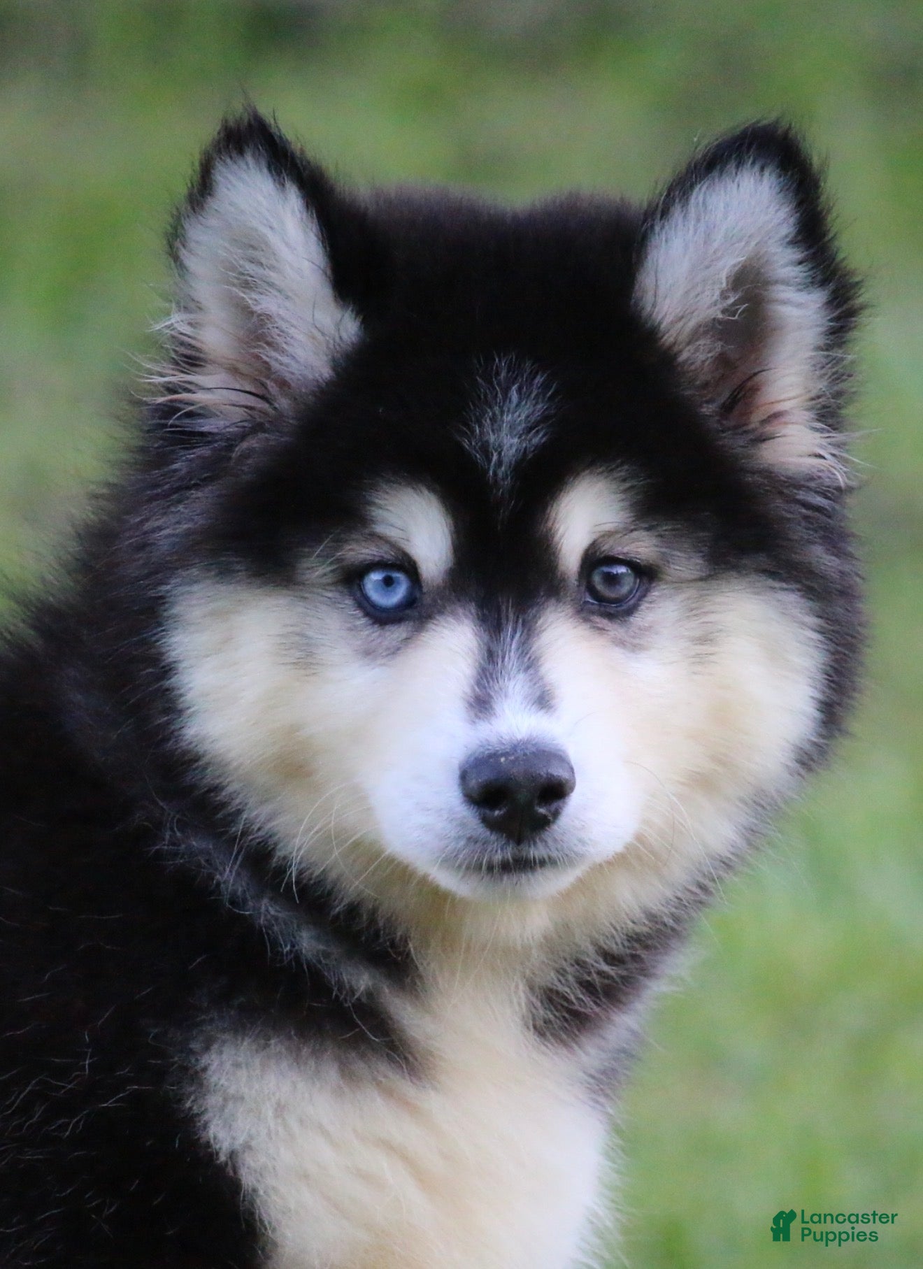 Pomsky dogs Major - Ad 2