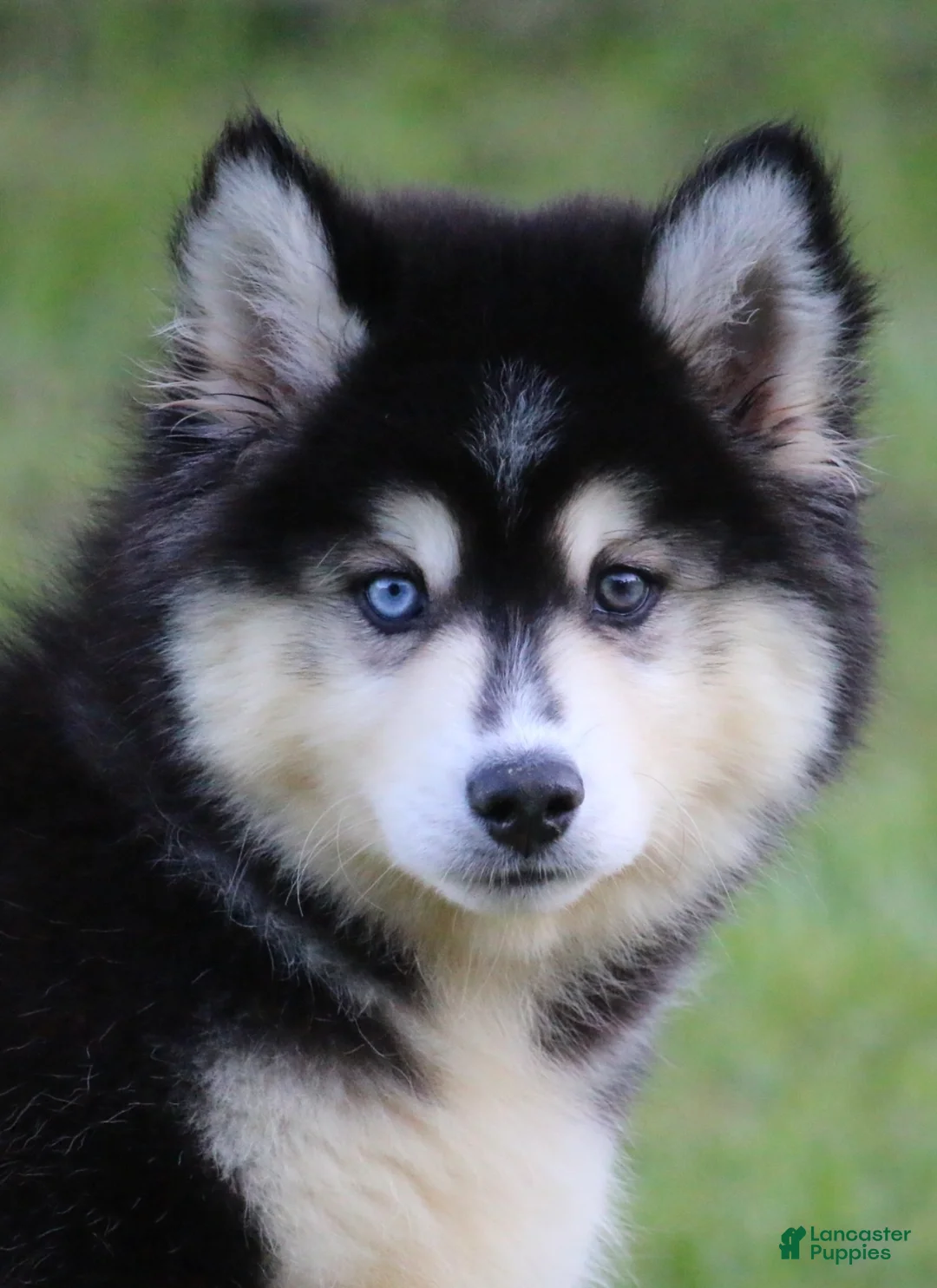 Pomsky dogs for sale: Major - Ad 2