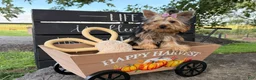 Yorkshire Terrier dogs for sale: Nicole Yorkshire Terrier  - Ad 13
