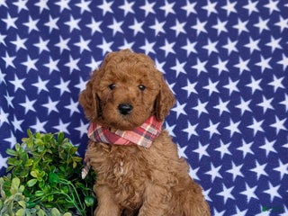 Miniature Labradoodle dogs - Ad 33