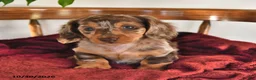 Miniature Dachshund dogs for sale: Buttons - Ad 1