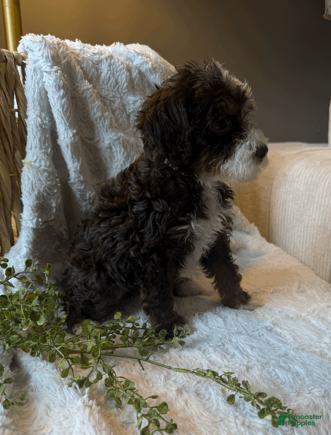 Mini Bernedoodle dogs for sale: Willow - Ad 2