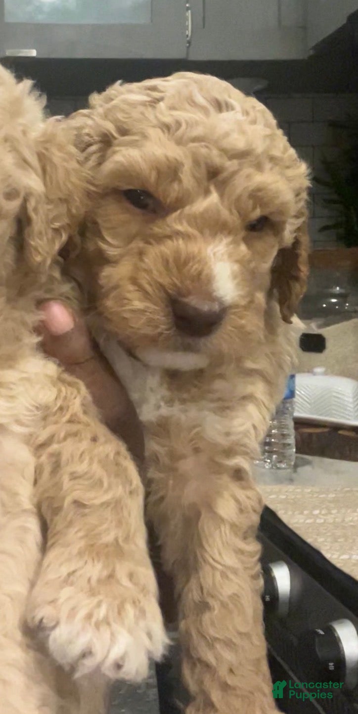 Goldendoodle dogs Willow /Black - Ad 1