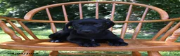 Mixed Breed dogs for sale: Midnight - Ad 5
