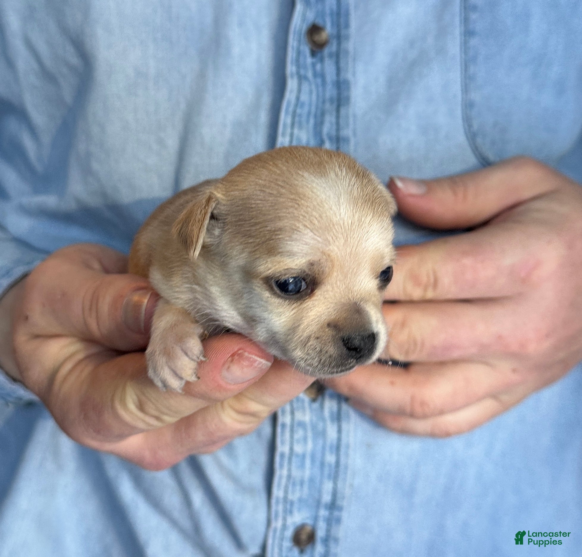 Chihuahua dogs Christmas  - Ad 2