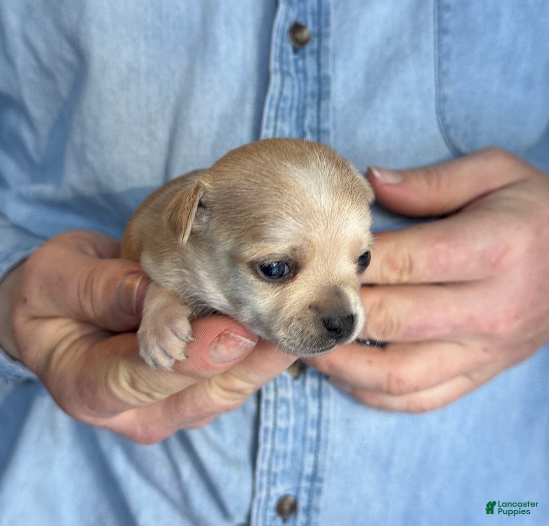 Chihuahua dogs for sale: Christmas  - Ad 1