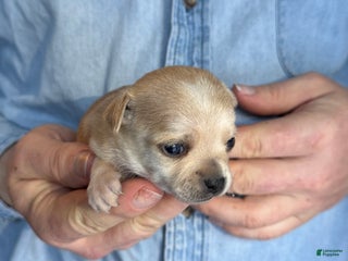 Chihuahua dogs Christmas - Ad 36