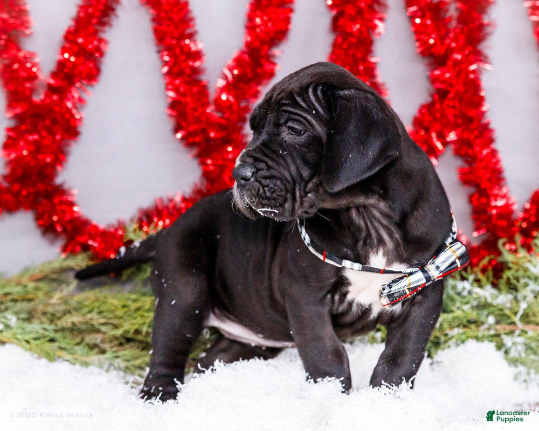 Great Dane dogs for sale: Noel - Ad 5