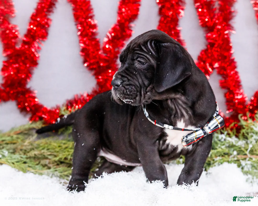 Great Dane dogs for sale: Noel - Ad 14