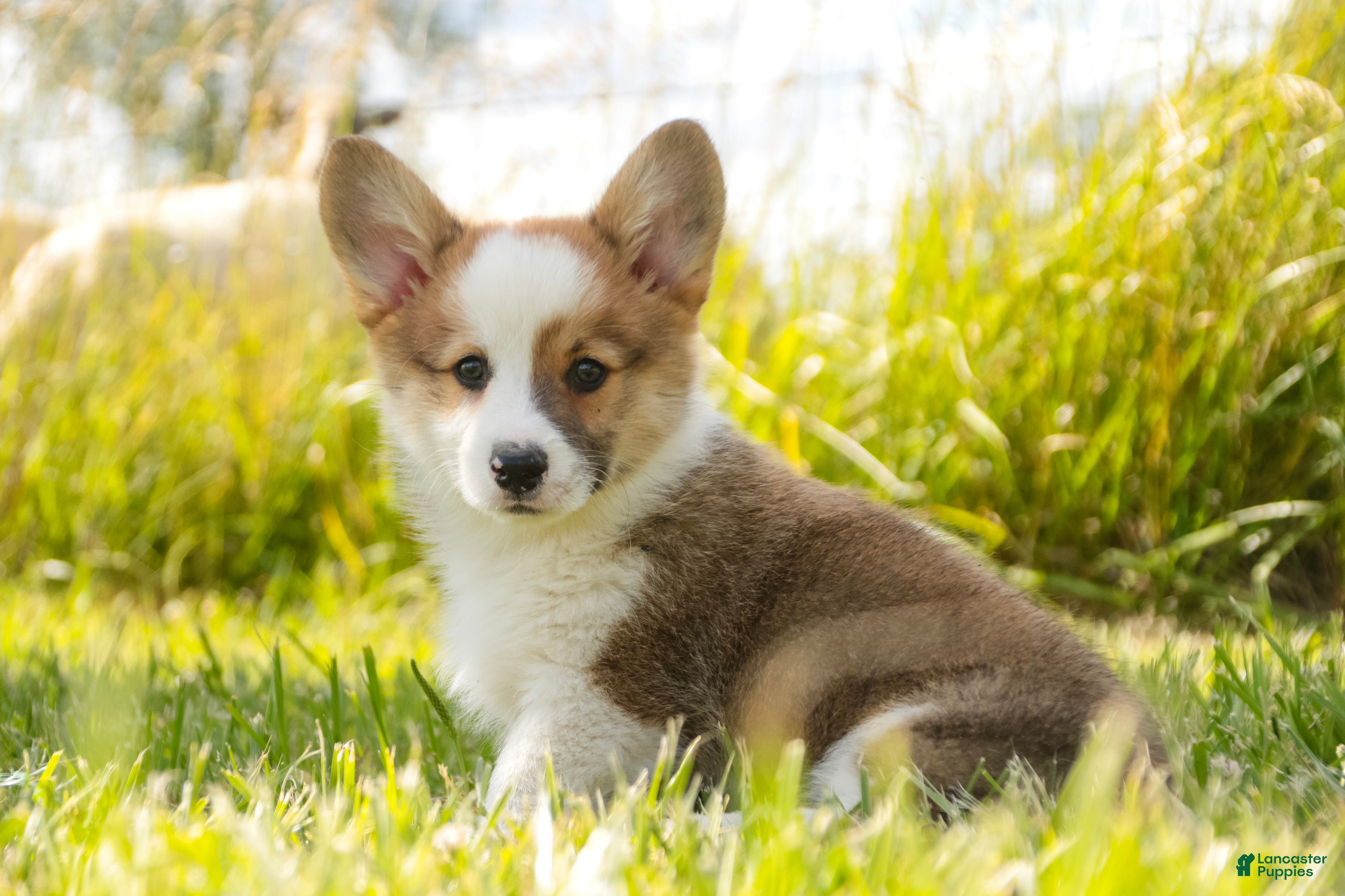 Welsh Corgi Pembroke dogs Rex - Ad 1