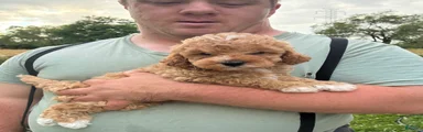 Mini Goldendoodle 1 Conner