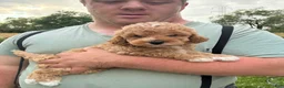 Mini Goldendoodle dogs for sale: Mini Goldendoodle 1 Conner - Ad 1