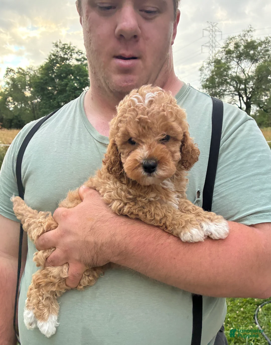 Mini Goldendoodle dogs for sale: Mini Goldendoodle 1 Conner - Ad 1