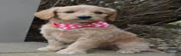 Mini Goldendoodle dogs for sale: Mini Gracie - Ad 4
