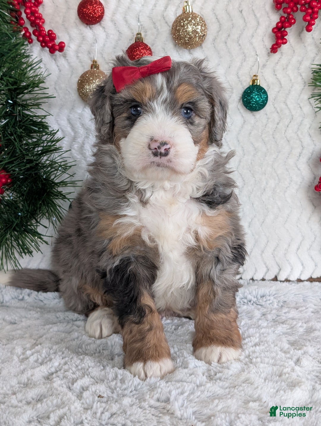 Mini Bernedoodle dogs for sale: Mini Niko  - Ad 30