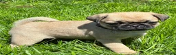 Pug dogs for sale: Oscar - Ad 5