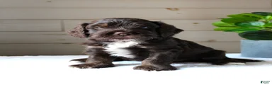 Oliver