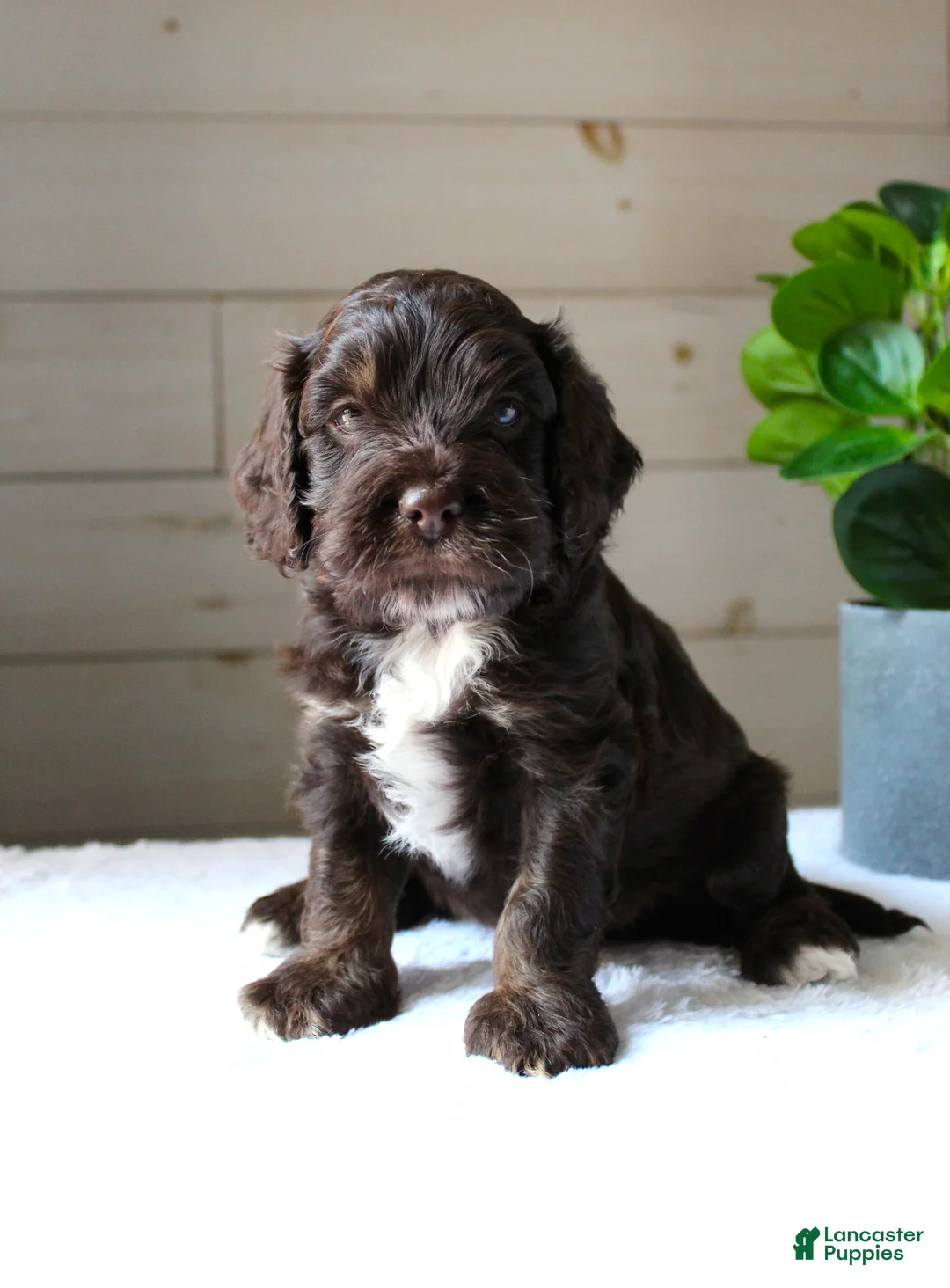 Cockapoo dogs for sale: Oliver - Ad 1