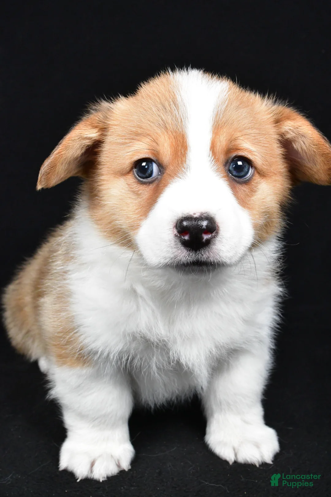 Welsh Corgi Pembroke dogs for sale: Clifford - Ad 6