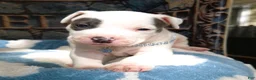 American Bully dogs for sale: "THA ROCK" WHITE WITH MERLE PATCHES - Ad 9