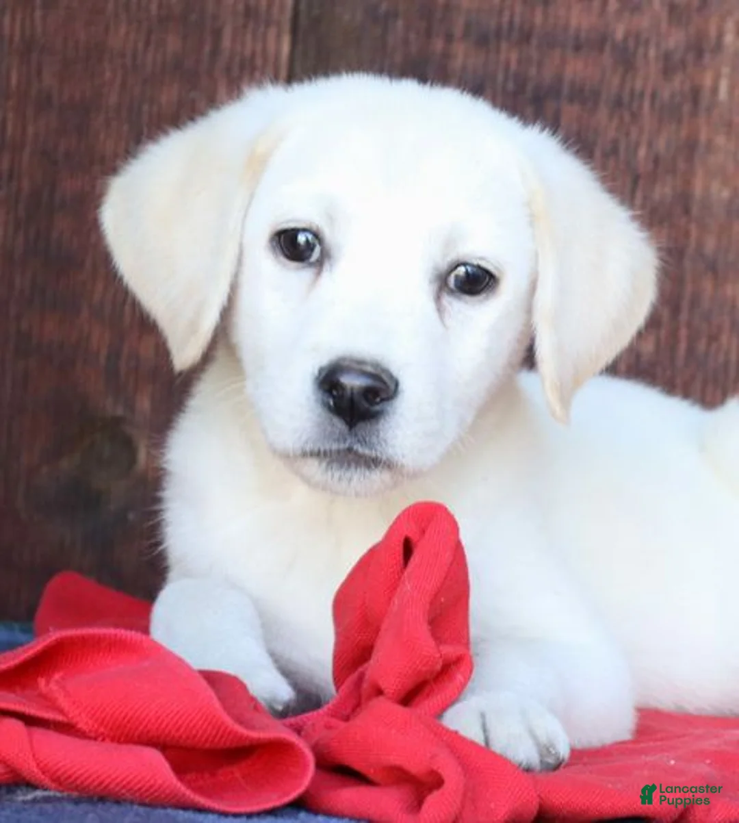 Labrador Retriever dogs for sale: Major- Champ lines - Ad 1