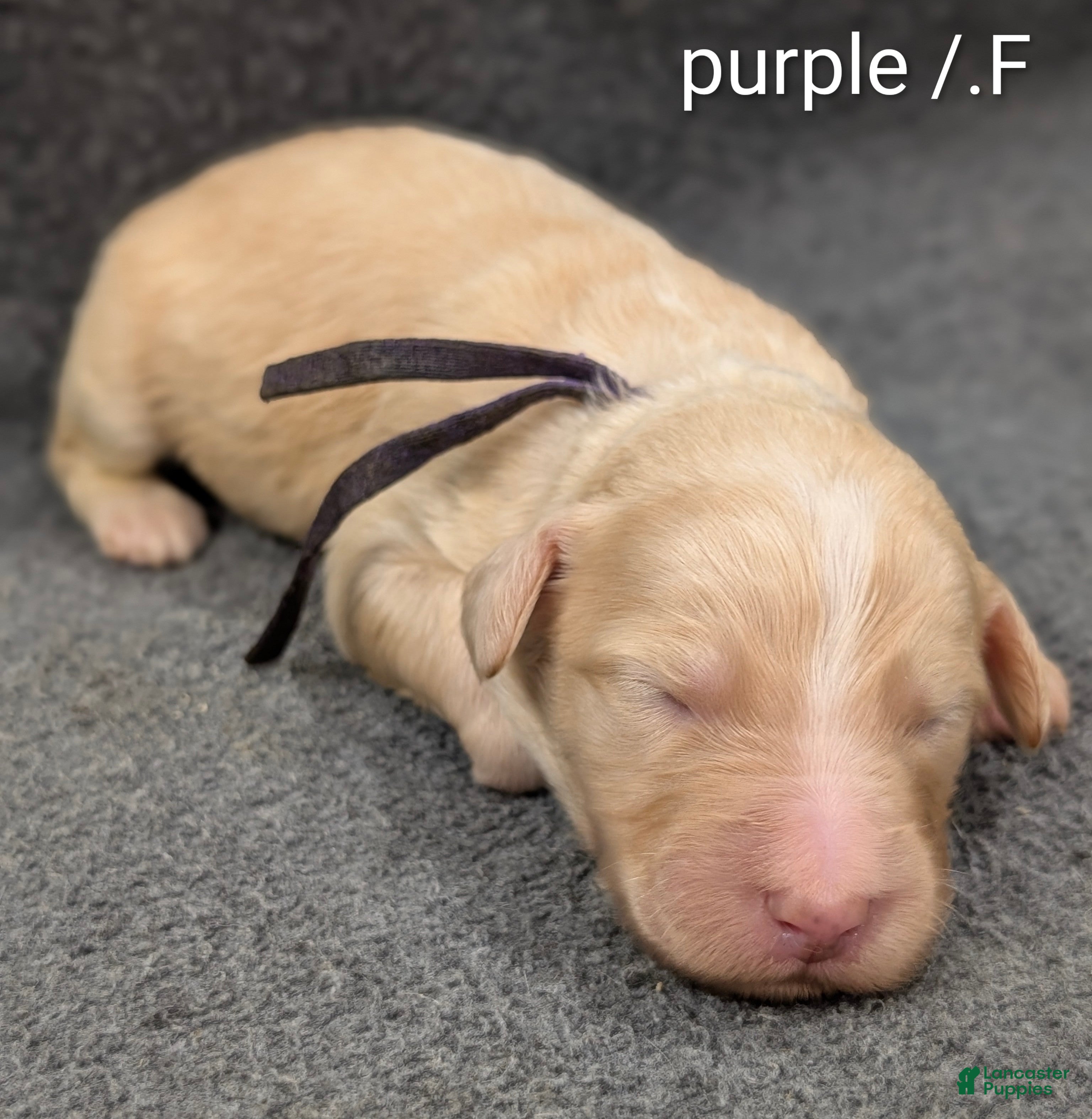Sheepadoodle dogs Purple collar - Ad 1