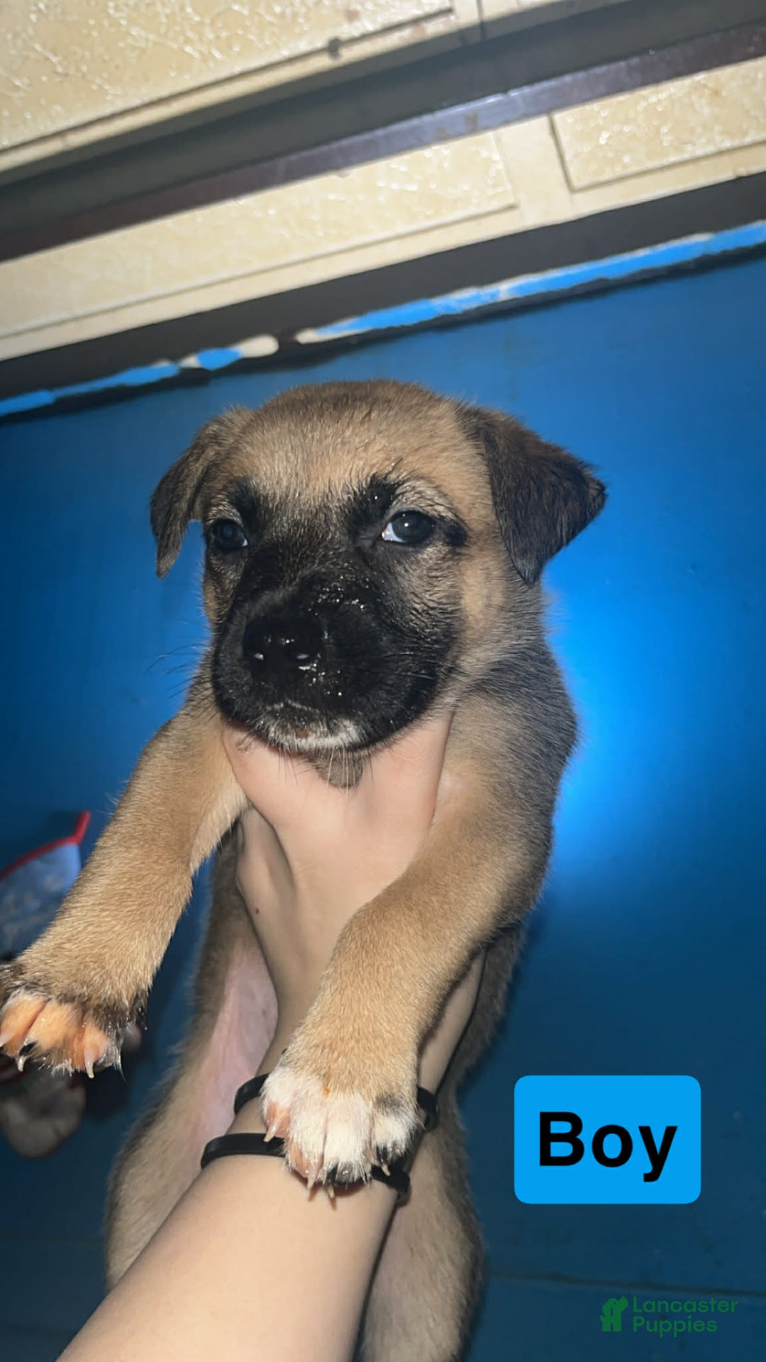 Mixed Breed dogs for sale: Mocha  - Ad 1