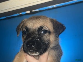 Mixed Breed dogs Mocha - Ad 17