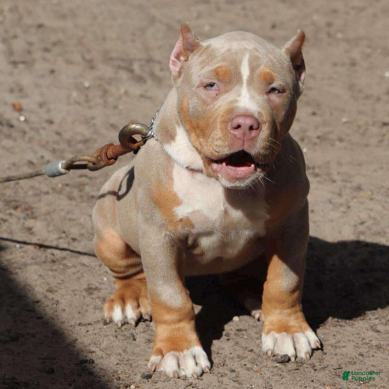 American Pit Bull Terrier dogs Maggie  - Ad 5