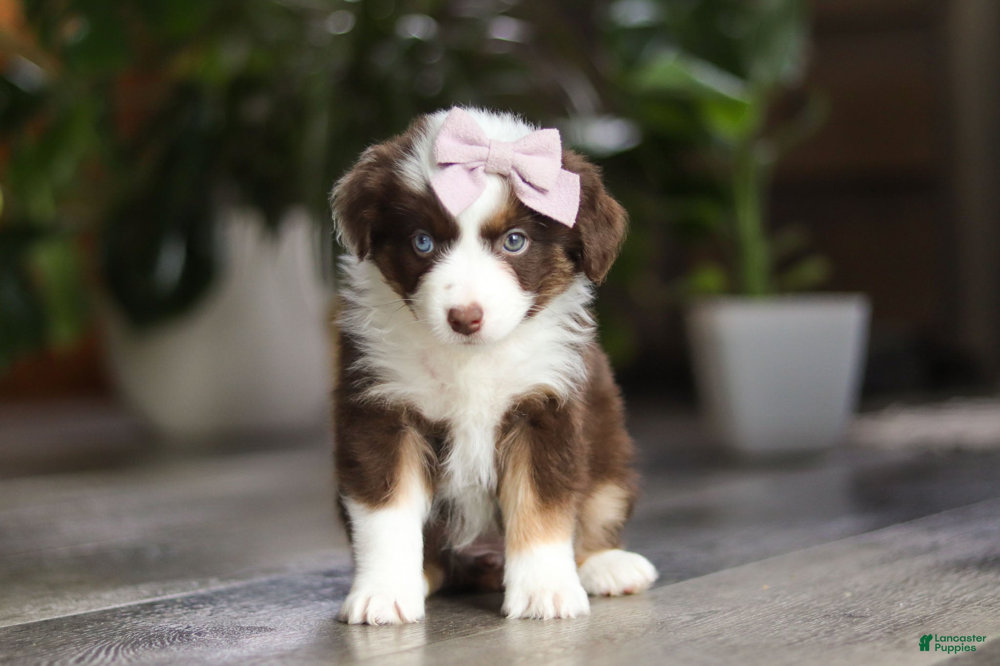 Miniature Australian Shepherd dogs Mocca - Ad 25