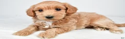 Maltipoo dogs for sale: Cassandra - Ad 8