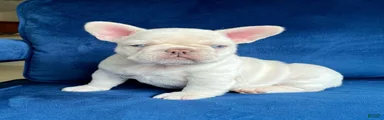 French Bulldog Puppy 7