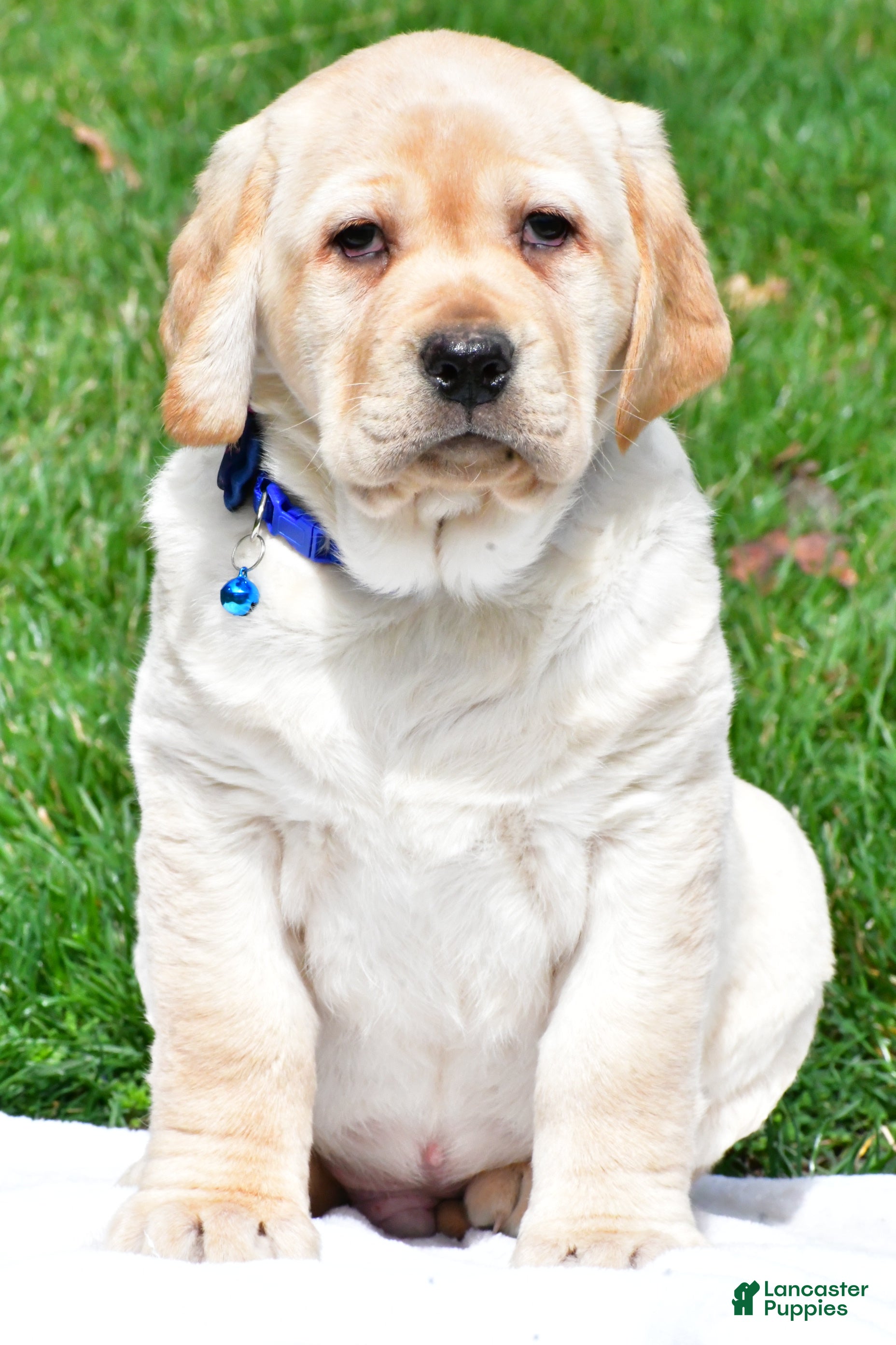 Labrador Retriever dogs Blaze - Ad 2