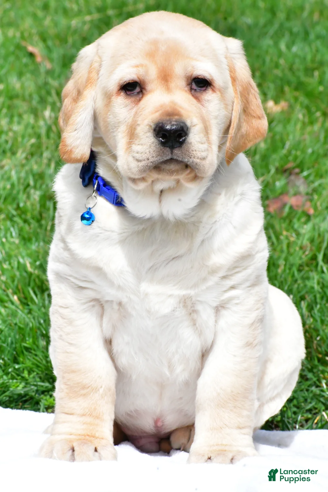 Labrador Retriever dogs for sale: Blaze - Ad 2