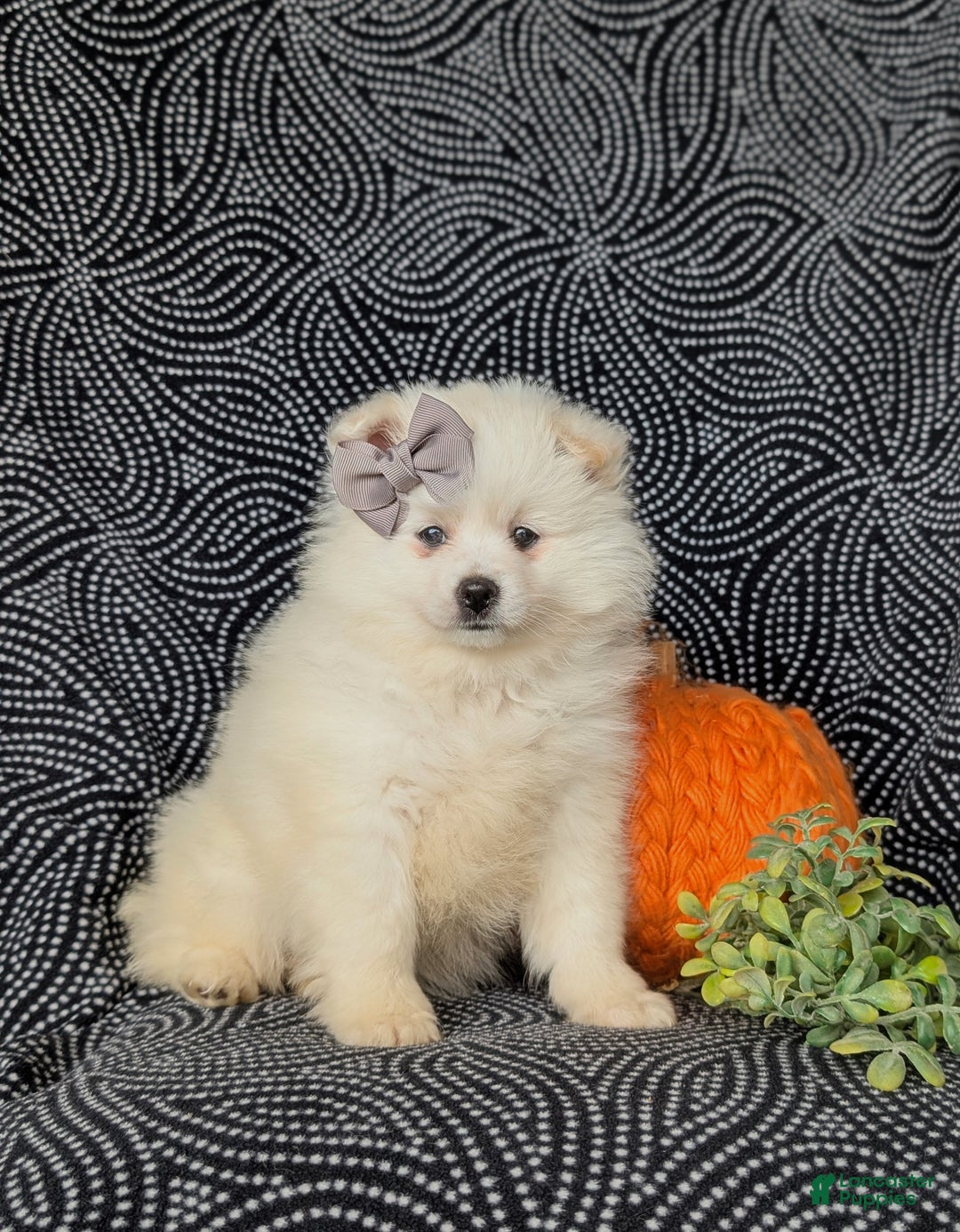 Pomeranian dogs for sale: Pipa - Ad 4