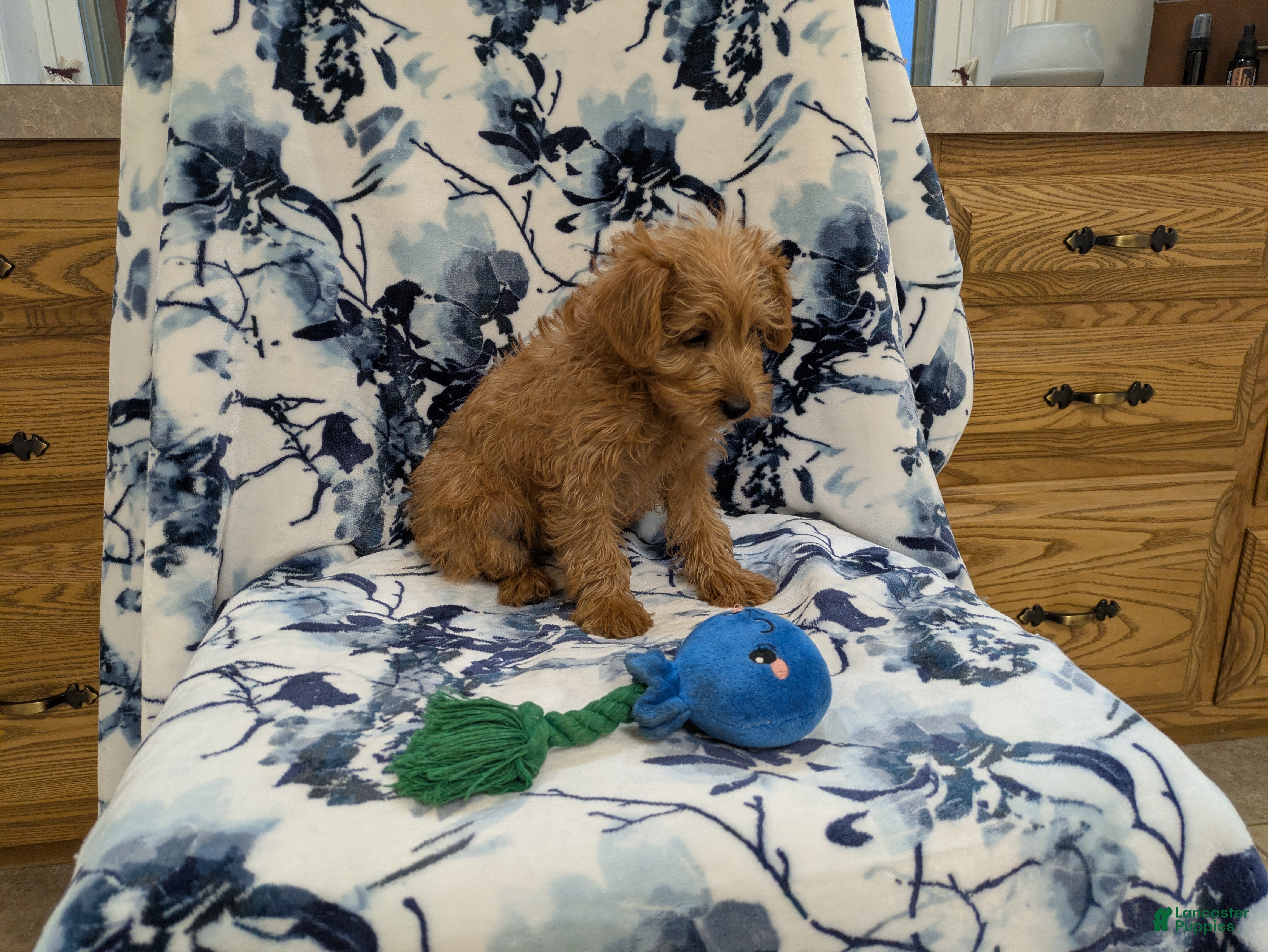 Jackapoo dogs Garnet - Ad 1