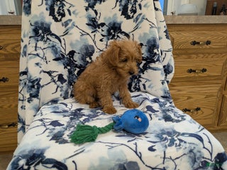 Jackapoo dogs Garnet - Ad 1