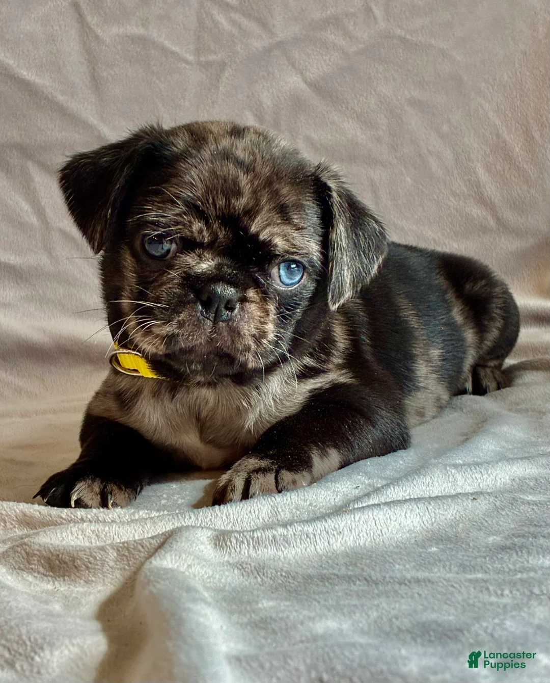 Pug dogs for sale: Dunner - Ad 3