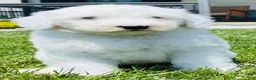 Sheepadoodle dogs for sale: Angel  - Ad 7